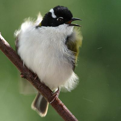 White Chinned Honeyeater 2.jpg