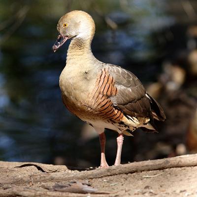 Whistle Duck.jpg