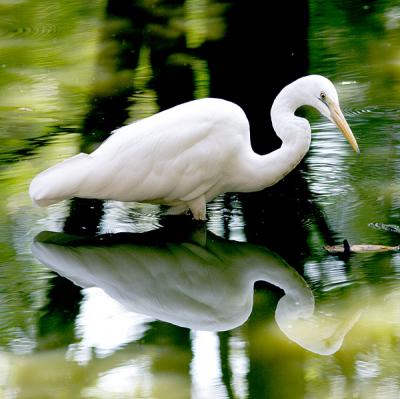 Egret.jpg