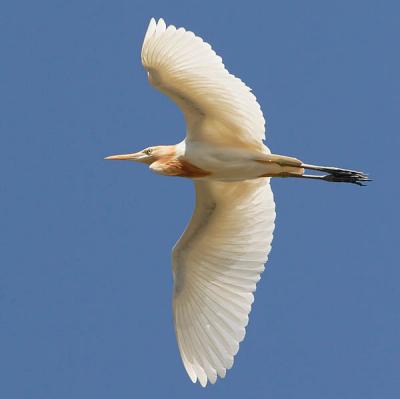 Cattle Egret.jpg