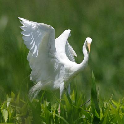 Dancing Egret 2.jpg
