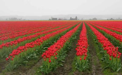 Skagit Valley Tulip Festival - April 2006