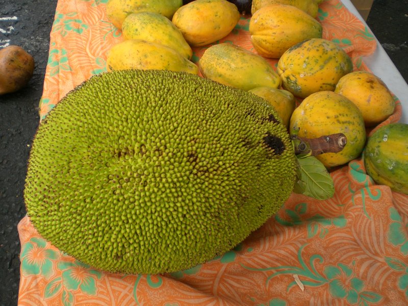 When fully ripe, the unopened jackfruit emits a strong disagreeable odor, resembling that of decayed onions...yum