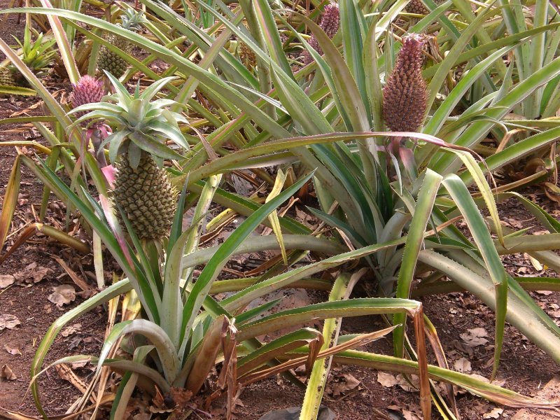 I always thought pineapples grew on trees!