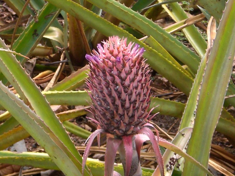 Pineapple flower or future pineapple?