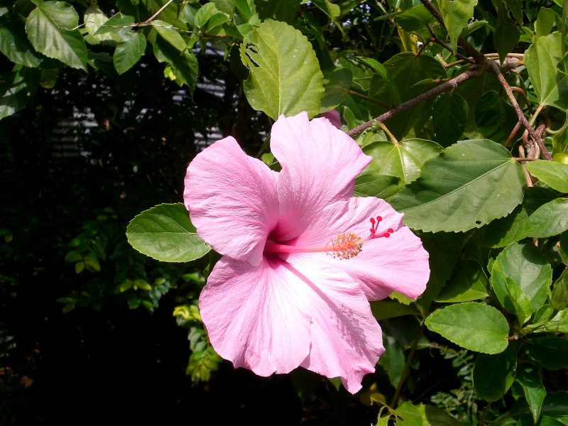 Hibiscus