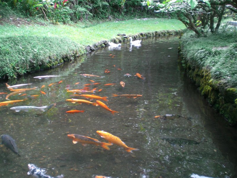 Tons of koi