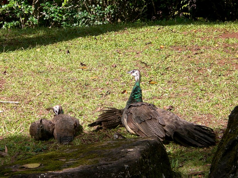 Finally...the wild (keep away!) peacocks