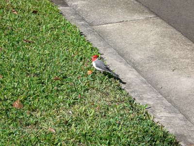First cardinal sighting