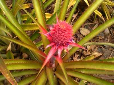 Bracteatus from Paraguay (Ananas bracteatus)