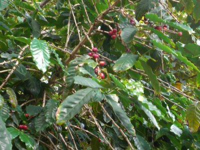 Coffee plant...the first coffee was planted in Hawaii in 1817.