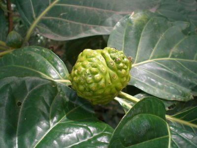 Noni fruit