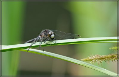 Dragonfly