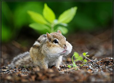 Chipmunk Cheeks