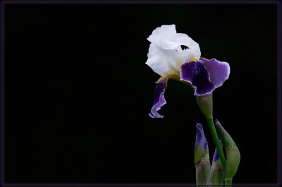 Spring Iris