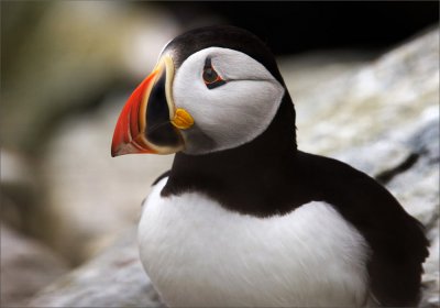 A Puffin