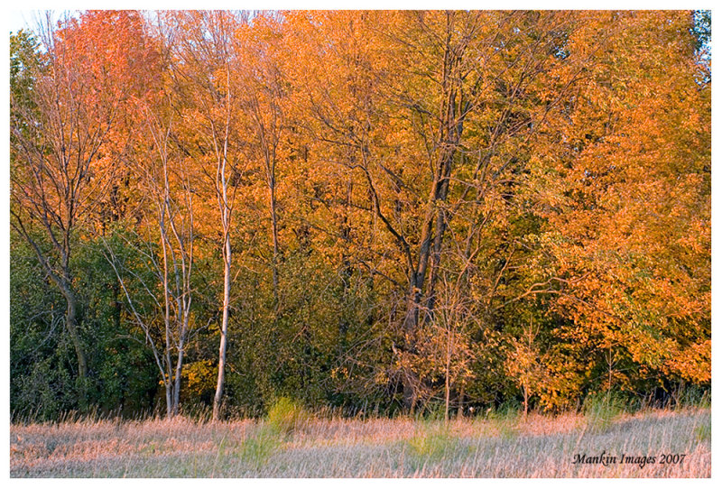 Fall color2, Kane County