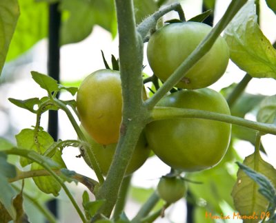 First riping tomato