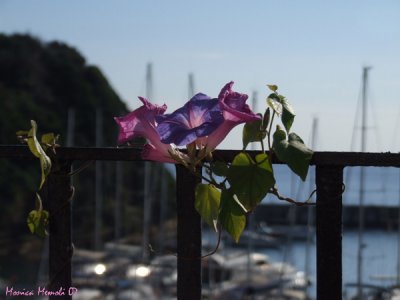 Flowers on the bay