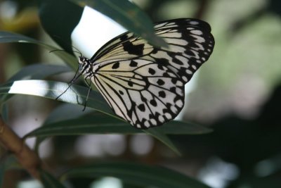 Black&WhiteButterfly.jpg