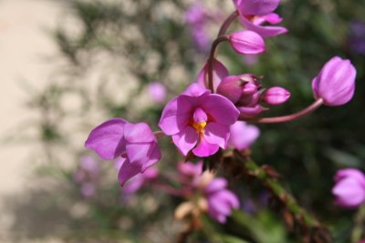 FuschiaOrchid.jpg