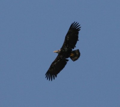 Soaring.jpg