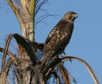 Hawk - Coronado, CA - November 2007