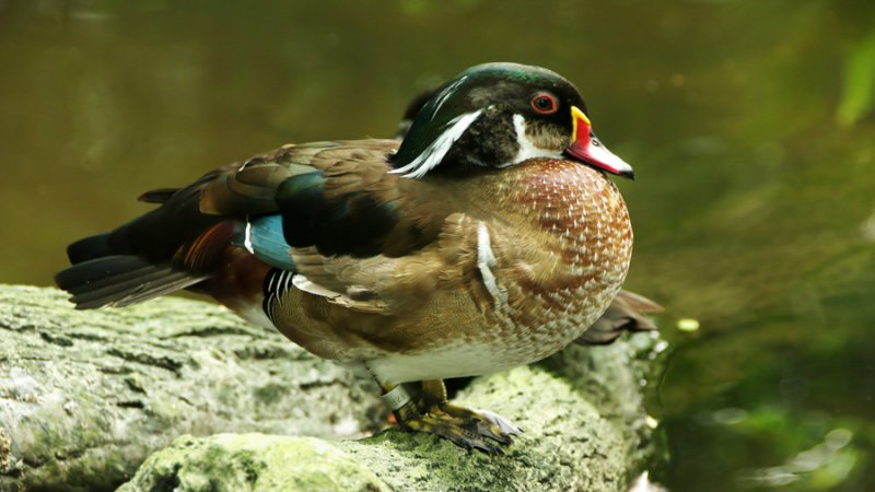 Carolina Wood  Ducks (2).jpg