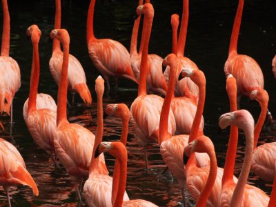 Carribean Flamingoes 17.jpg