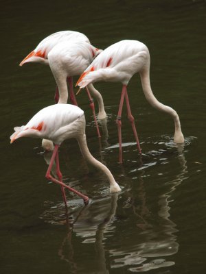 Jurong Bird Park-Lesser Flamingoes01.jpg