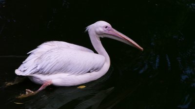 Pelican 03.jpg