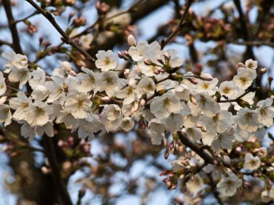 01 Cherry Blossoms in Osaka01.jpg
