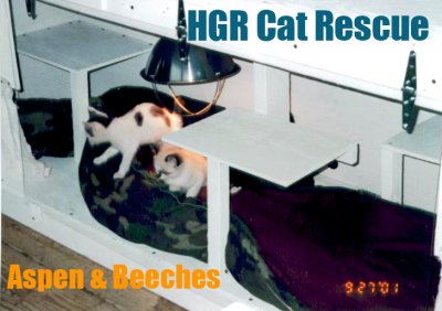 Heavens Gait Ranch 066 Cat Rescue copy.jpg