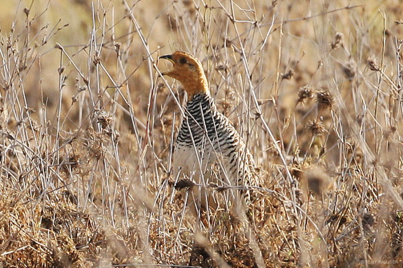 Coqui Francolin 7120.JPG