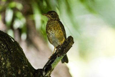 Island Thrush_7788.jpg