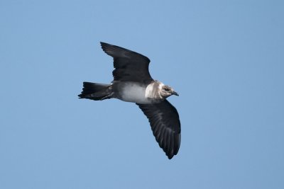 Long-tailed Jaeger NEF3872.jpg