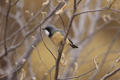 Rufous Whistler_4559.jpg