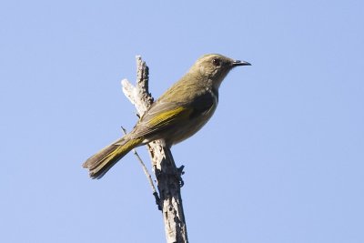 Cresent Honeyeater_5880.jpg