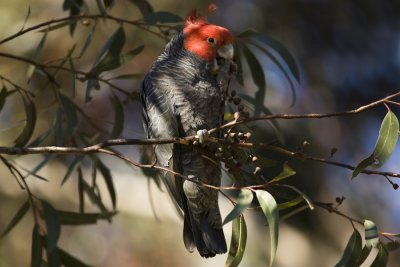 Gang-gang Cockatoo_5919b.jpg