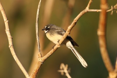 Grey Fantail_2686.jpg