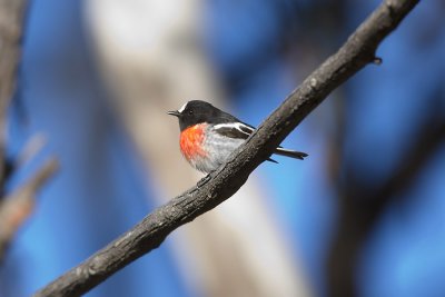 Scarlet Robin_9321b.jpg