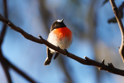 Scarlet Robin_9328.jpg