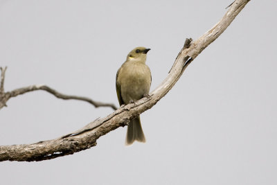 Fuscous Honeyeater_1085.jpg