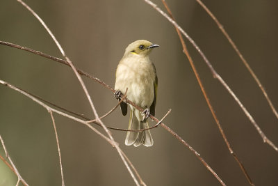 Fuscous Honeyeater_1097.jpg