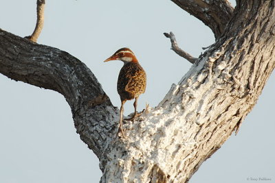 Banded Rail7583.JPG