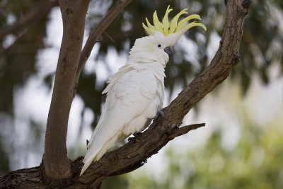 Sulpher-crested Cockatoo_2093.jpg