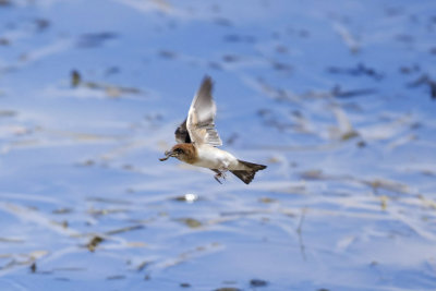 Fairy Martin_2438.jpg