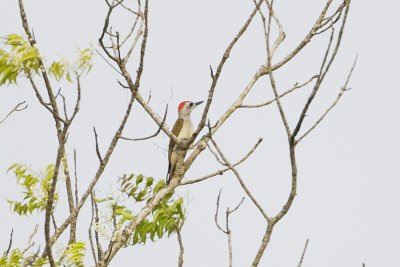 Grey Woodpecker 9454.jpg