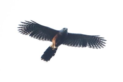 Long-tailed Hawk_0469.jpg