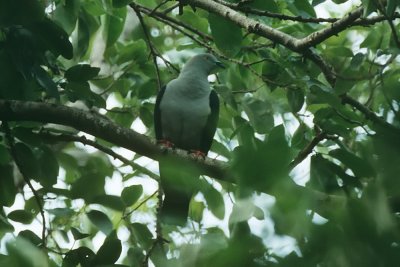 Elegant Imperial Pigeon_021.jpg